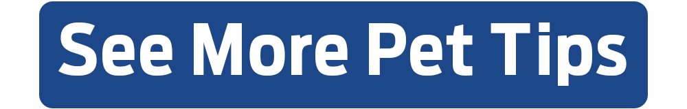 pet-friendly beaches FL