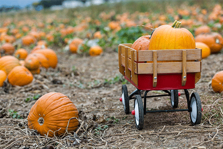 Pumpkins at fall festival on Long Island in 2019.