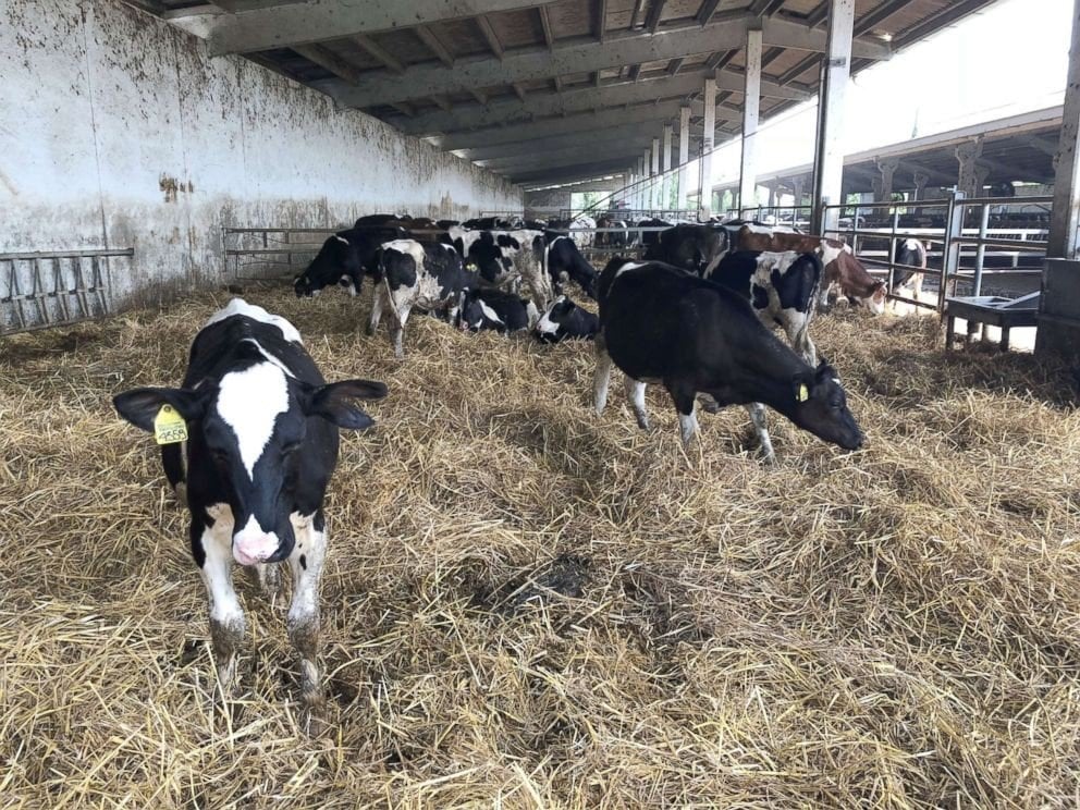 Cows at Hombre Farm