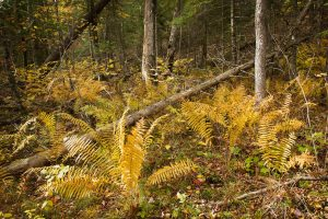Plan an Overnight Camping Trip to Chengwatana State Forest